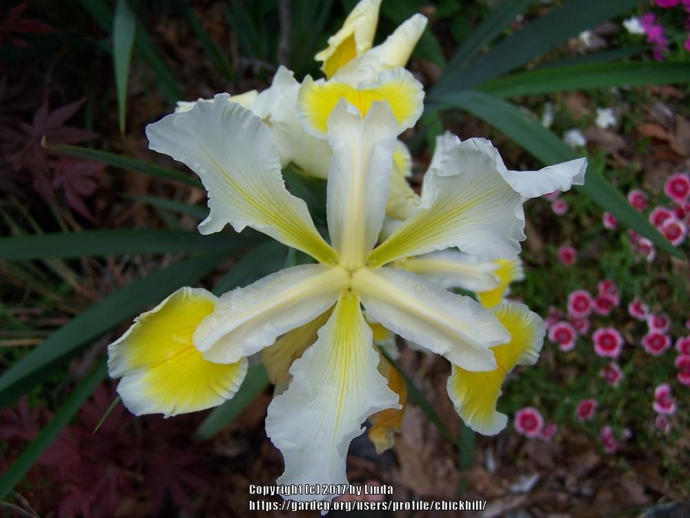 Photo of Irises (Iris) uploaded by chickhill