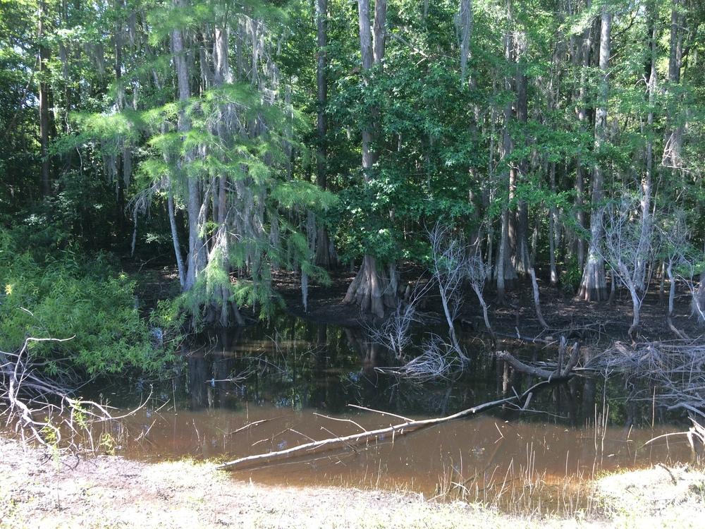 Photo of Pond Cypress (Taxodium distichum var. imbricarium) uploaded by nativeplantlover