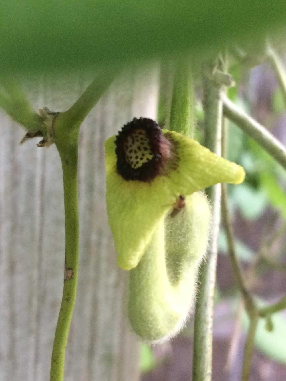 Photo of Dutchman's Pipe (Isotrema tomentosum) uploaded by nativeplantlover