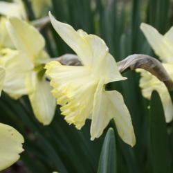 Location: My Garden, Ontario, Canada
Date: 2017-05-14
One of my favourites daffodils.  This one quickly fades from a gr