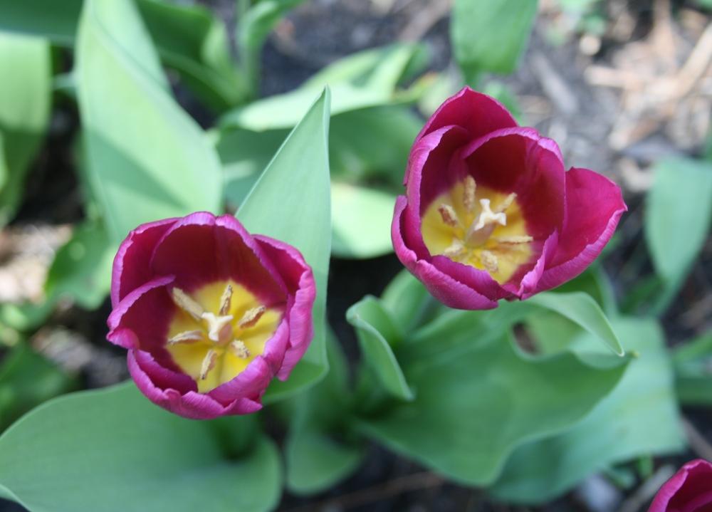 Photo of Single Early Tulip (Tulipa 'Purple Prince') uploaded by touchofsky