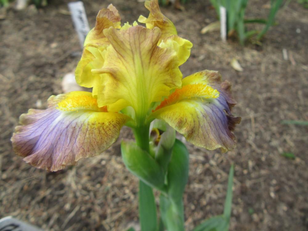 Photo of Standard Dwarf Bearded Iris (Iris 'Bazinga') uploaded by tveguy3