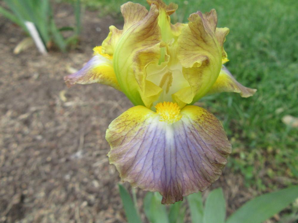 Photo of Standard Dwarf Bearded Iris (Iris 'Bazinga') uploaded by tveguy3