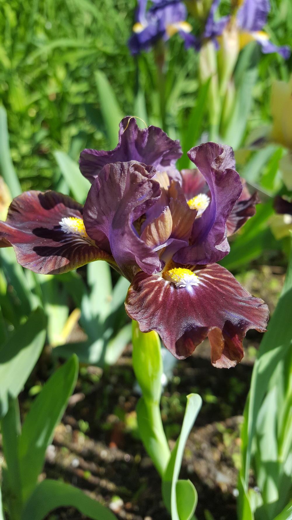 Photo of Standard Dwarf Bearded Iris (Iris 'Canine Caper') uploaded by Dachsylady86
