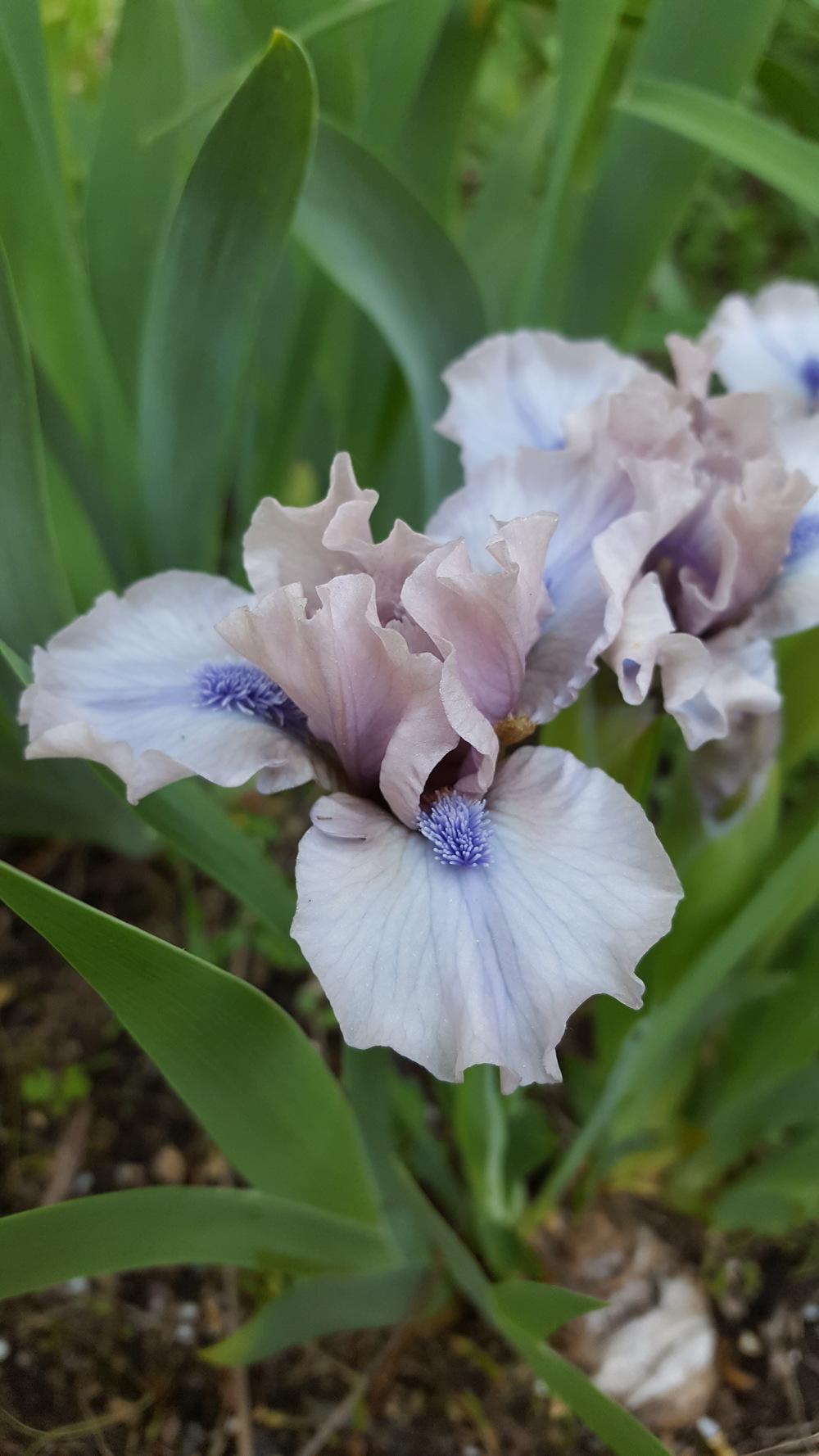Photo of Standard Dwarf Bearded Iris (Iris 'Breathtaking') uploaded by Dachsylady86
