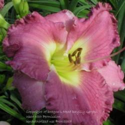 
Photo Courtesy of Dragon's Mead Daylily Garden Used With Permissi
