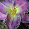 Photo Courtesy of Dragon's Mead Daylily Garden Used With Permissi