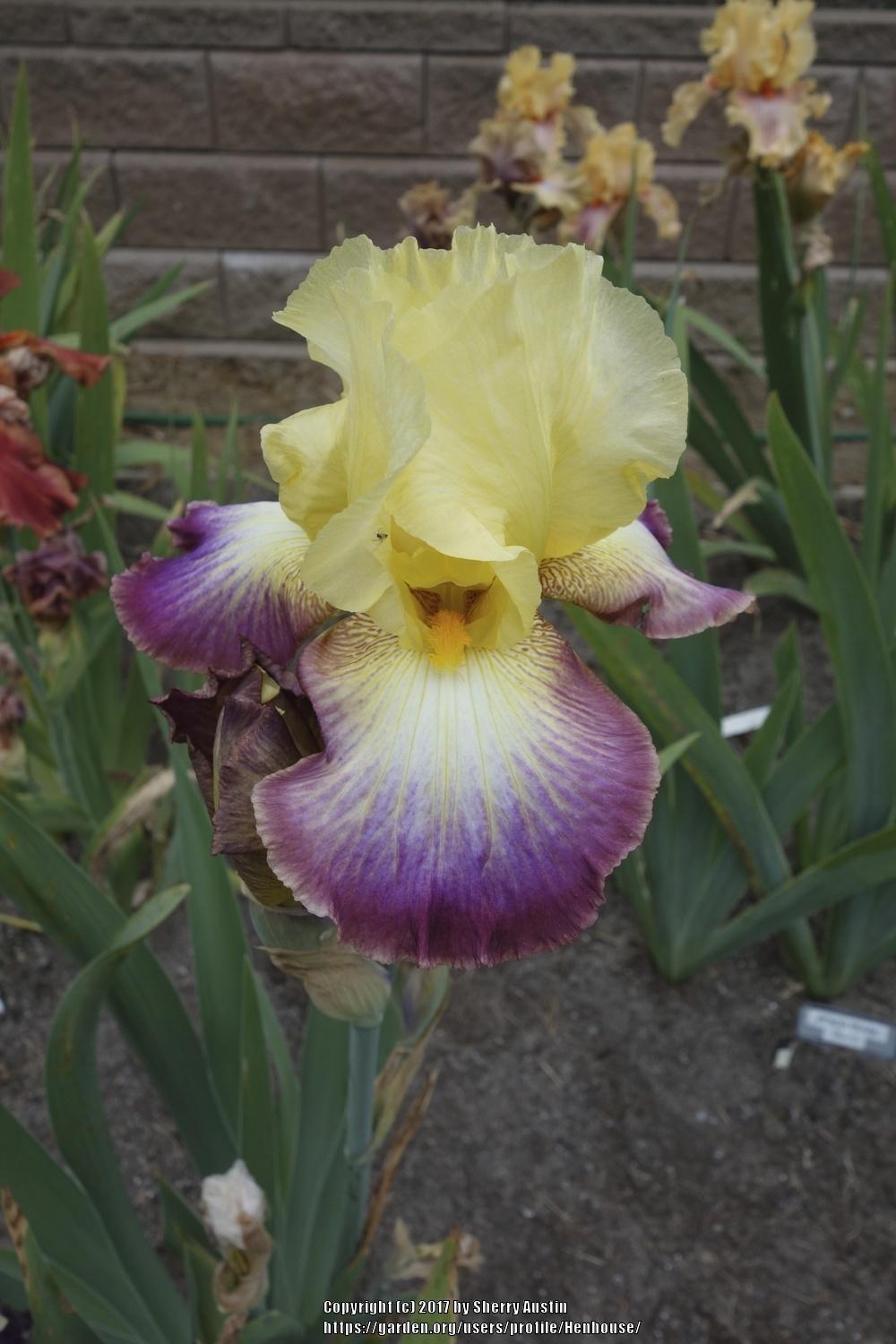 Photo of Tall Bearded Iris (Iris 'Lightshine') uploaded by Henhouse