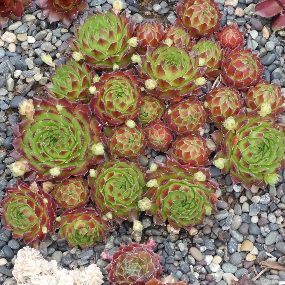 Photo of Hen and Chicks (Sempervivum 'T'Pol') uploaded by Patty