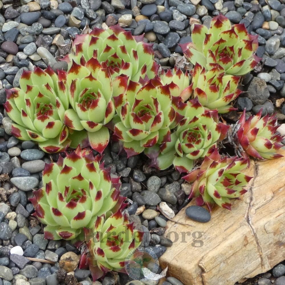 Photo of Hen and Chicks (Sempervivum 'Fire Dragon') uploaded by Patty