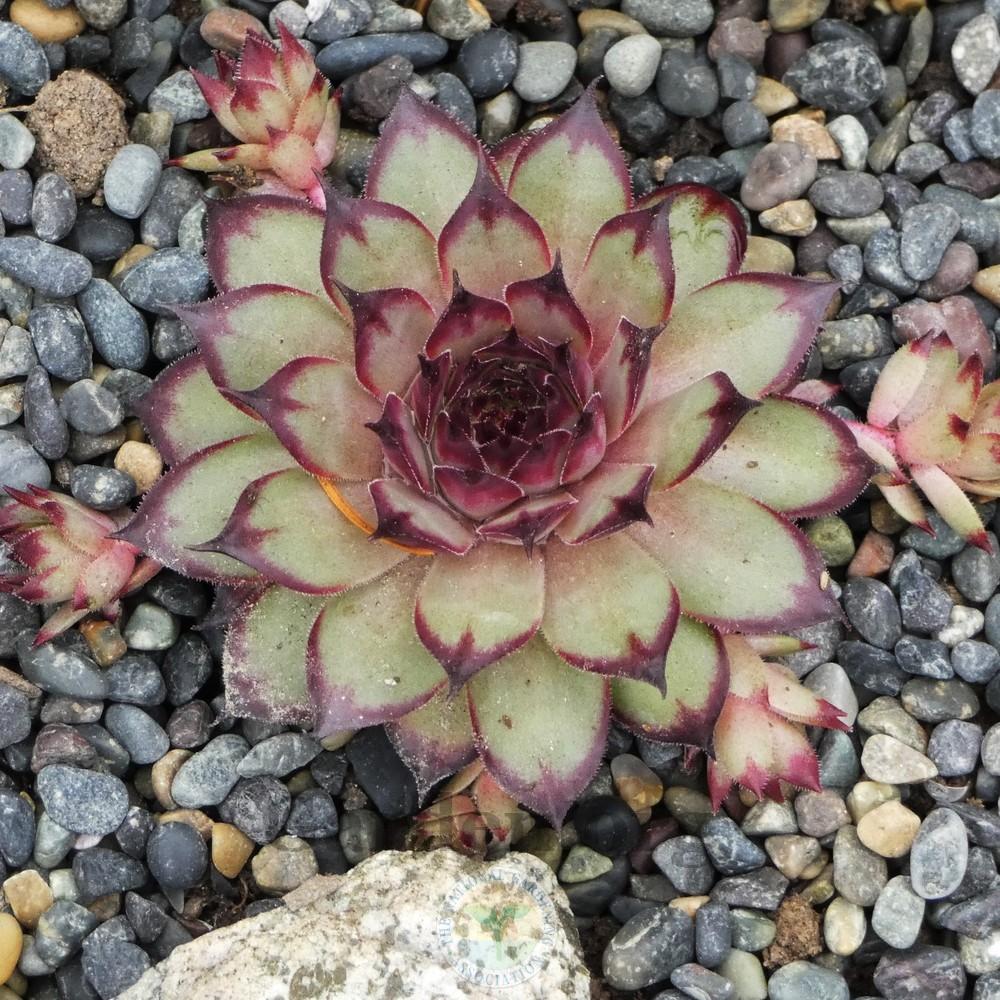 Photo of Hen and Chicks (Sempervivum 'Cafe') uploaded by Patty