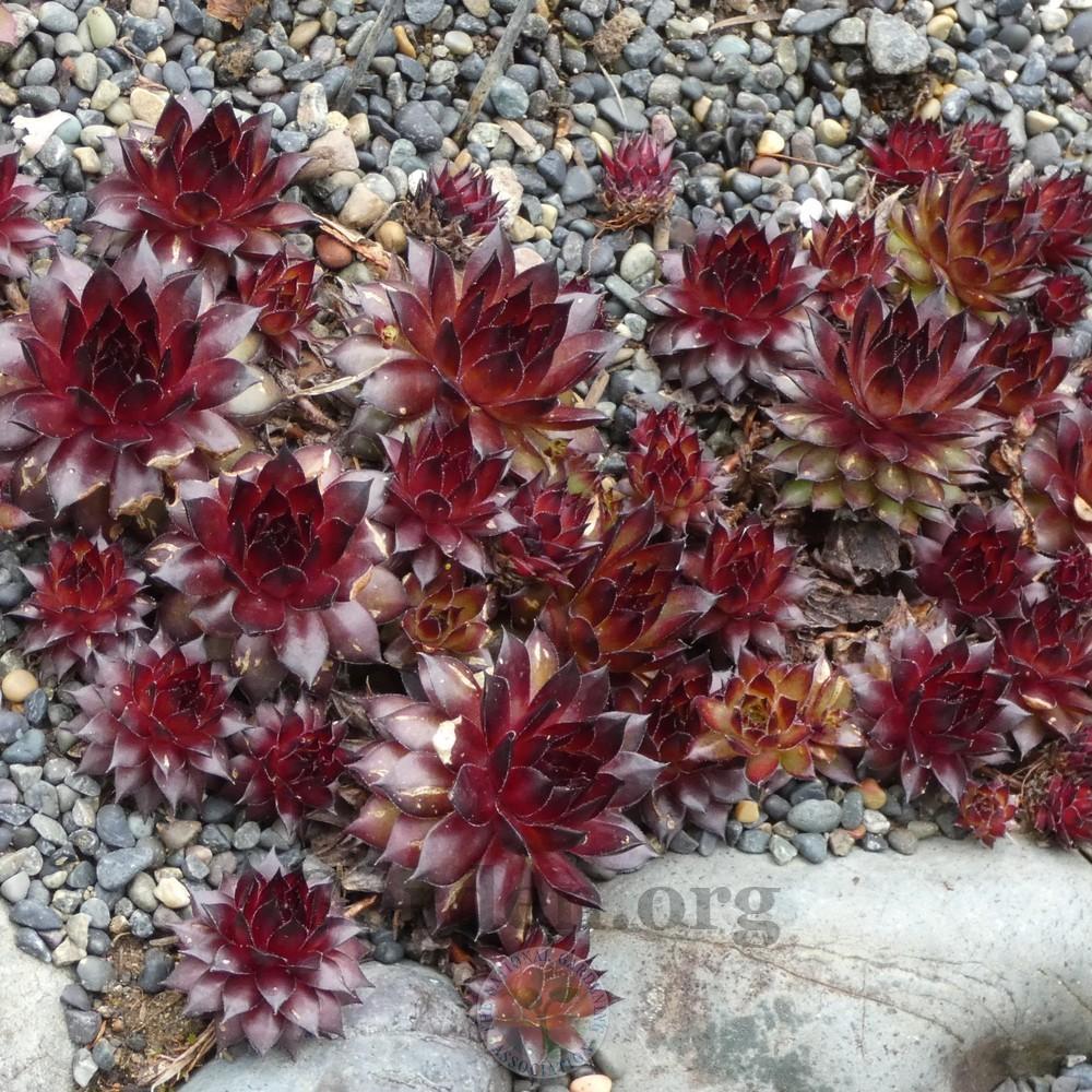 Photo of Hen and Chicks (Sempervivum 'Maria Laach') uploaded by Patty