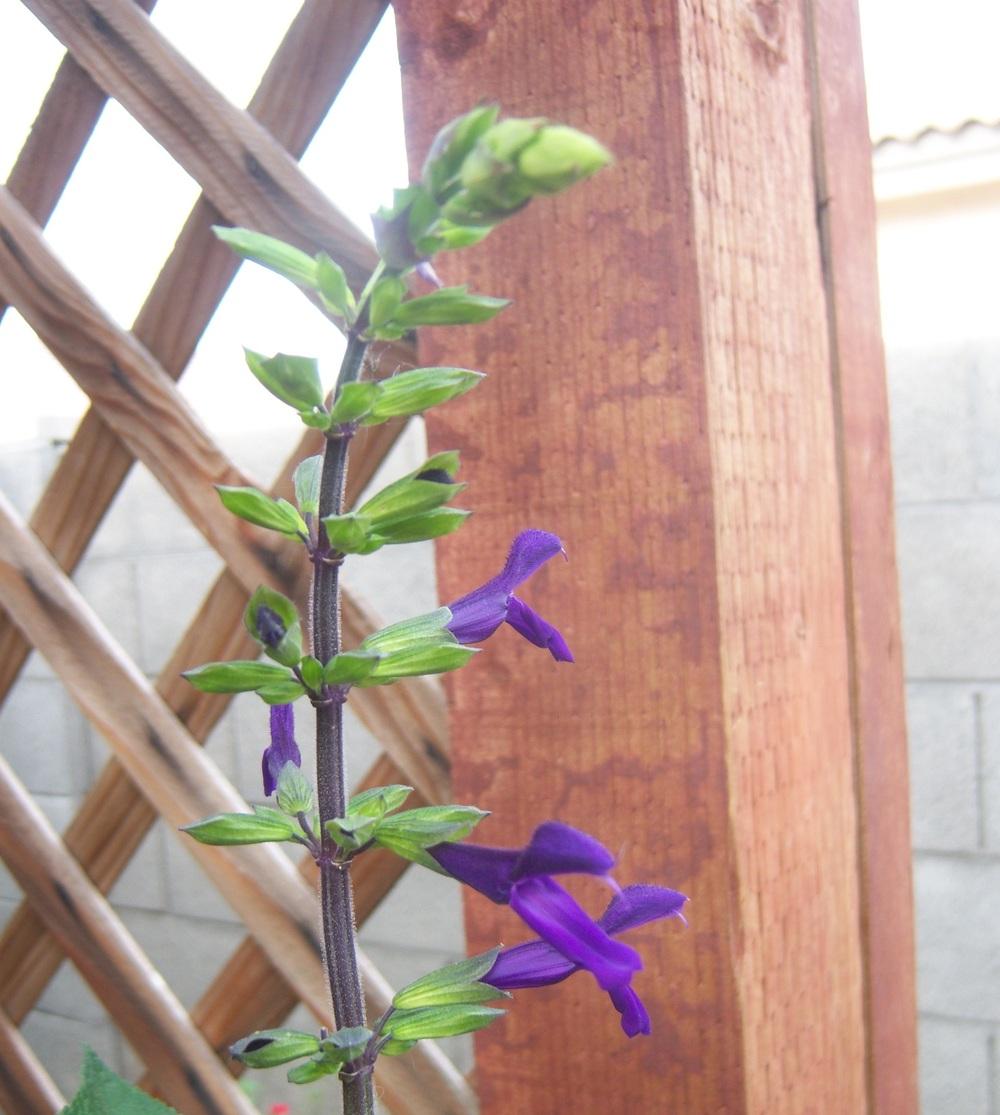 Photo of Sage (Salvia 'Purple Majesty') uploaded by cocoajuno