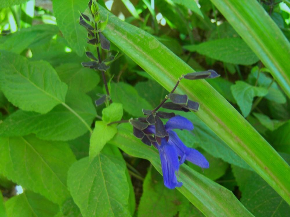 Photo of Anise-Scented Sage (Salvia coerulea 'Black and Blue') uploaded by cocoajuno