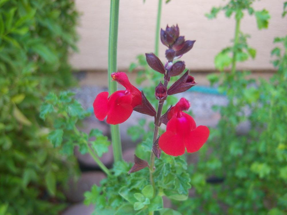 Photo of Sage (Salvia 'Maraschino') uploaded by cocoajuno