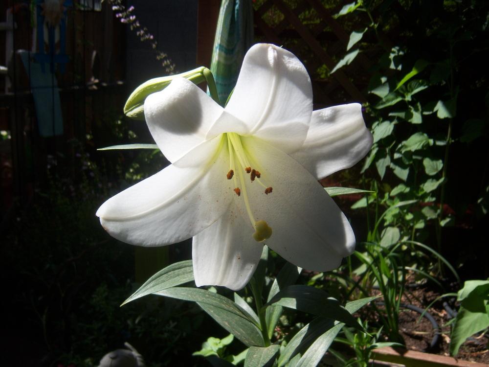Photo of Lily (Lilium longiflorum) uploaded by cocoajuno