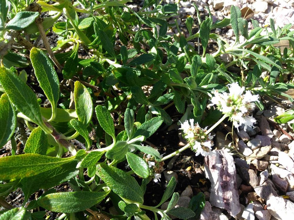 Photo of Black Sage (Salvia mellifera 'Terra Seca') uploaded by cocoajuno