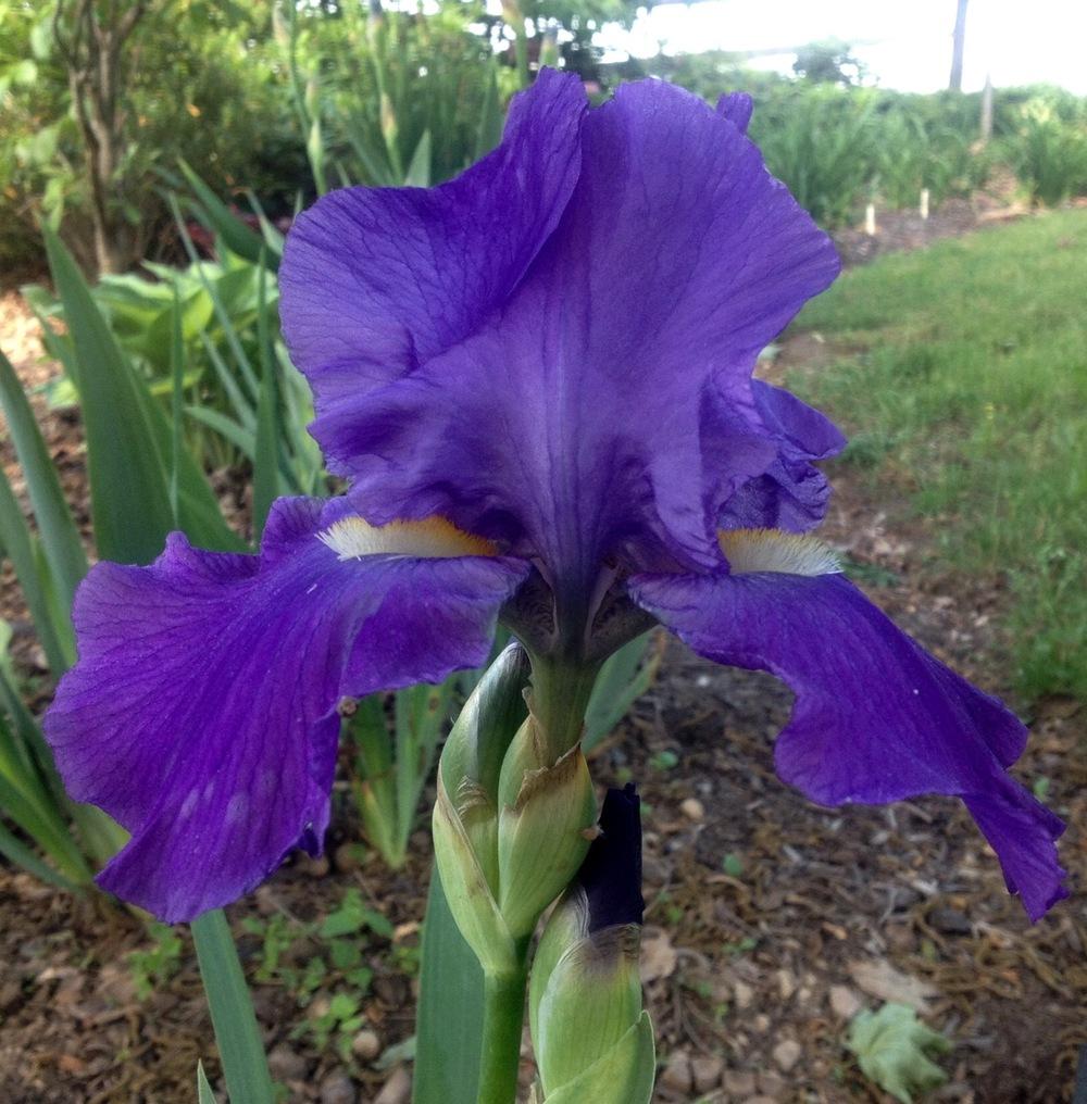 Photo of Tall Bearded Iris (Iris 'Feed Back') uploaded by csandt