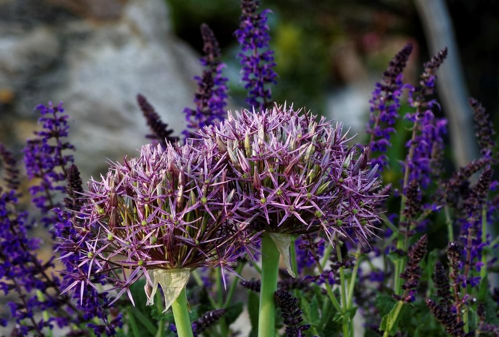 Photo of Stars of Persia (Allium cristophii) uploaded by evermorelawnless