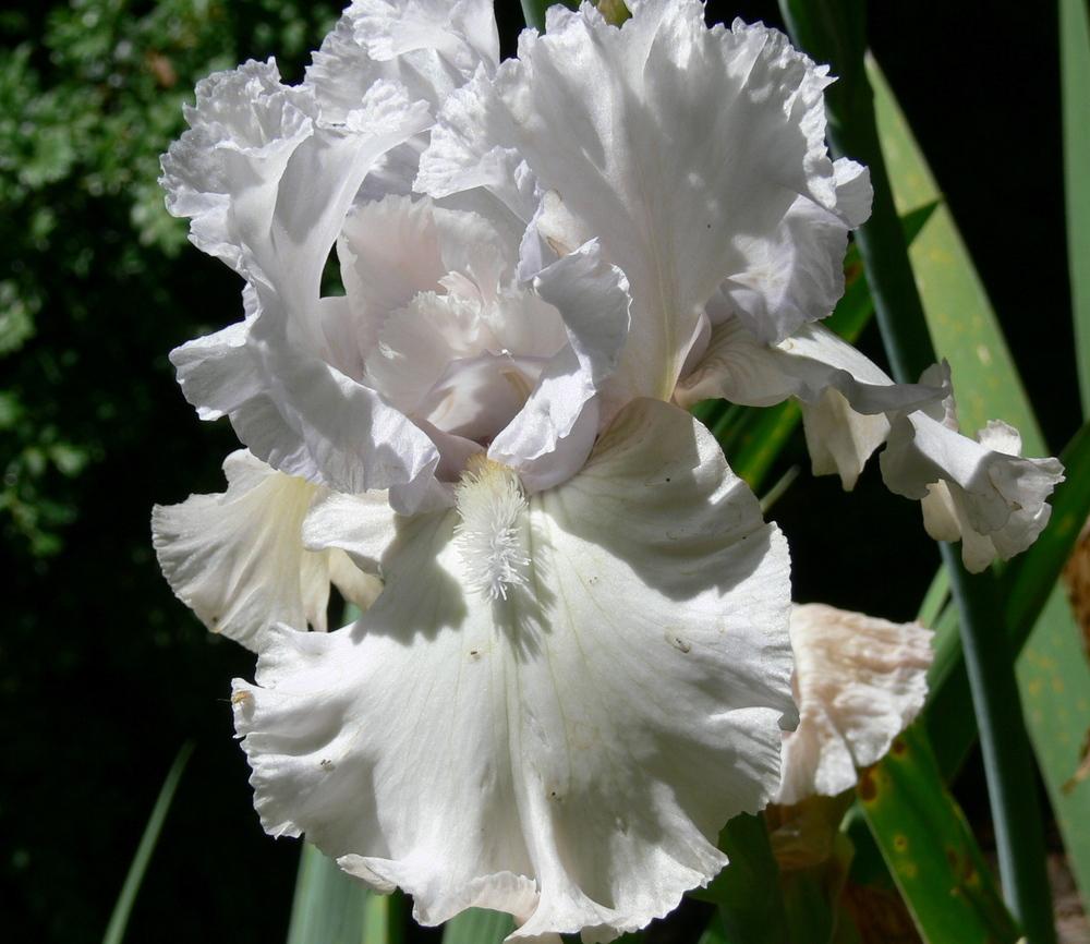 Photo of Tall Bearded Iris (Iris 'Venetian Glass') uploaded by janwax