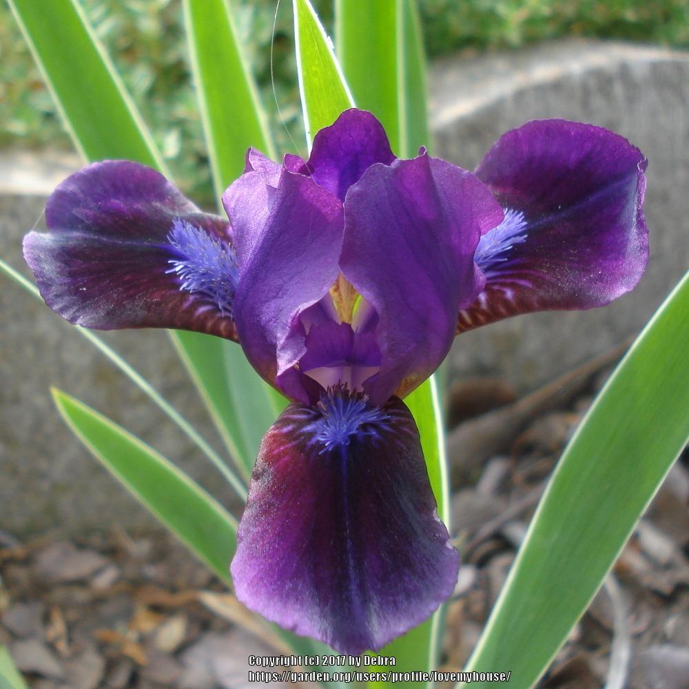 Photo of Standard Dwarf Bearded Iris (Iris 'Little Episode') uploaded by lovemyhouse