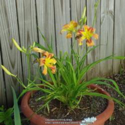 Location: Garland, TX
Date: 2017-05-15
Has been in a container from planted seed in 2011 to now--guess i