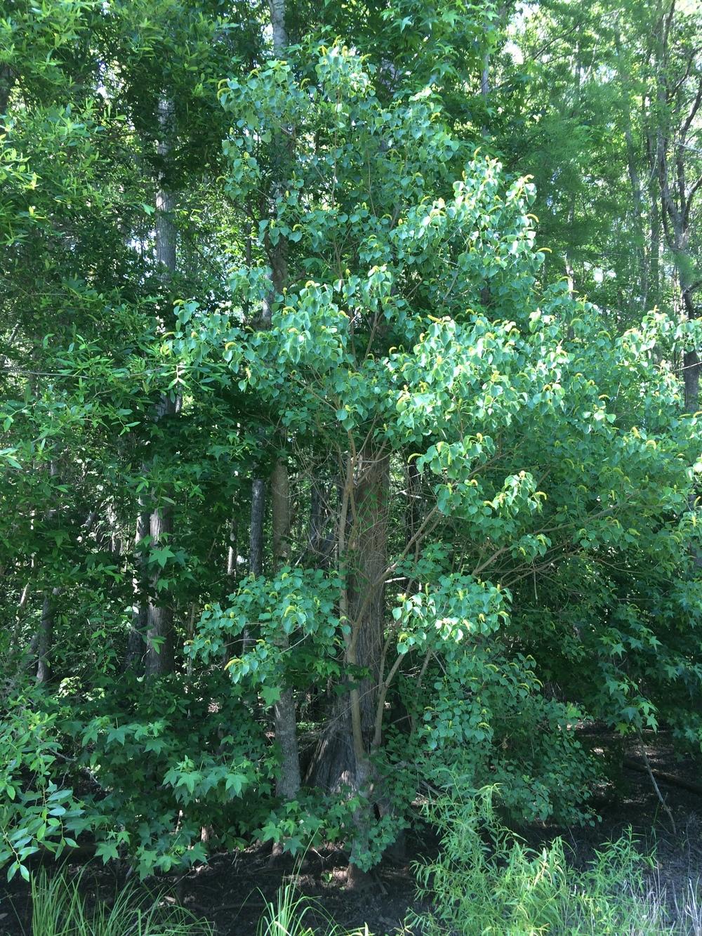 Photo of Chinese Tallow Tree (Triadica sebifera) uploaded by nativeplantlover