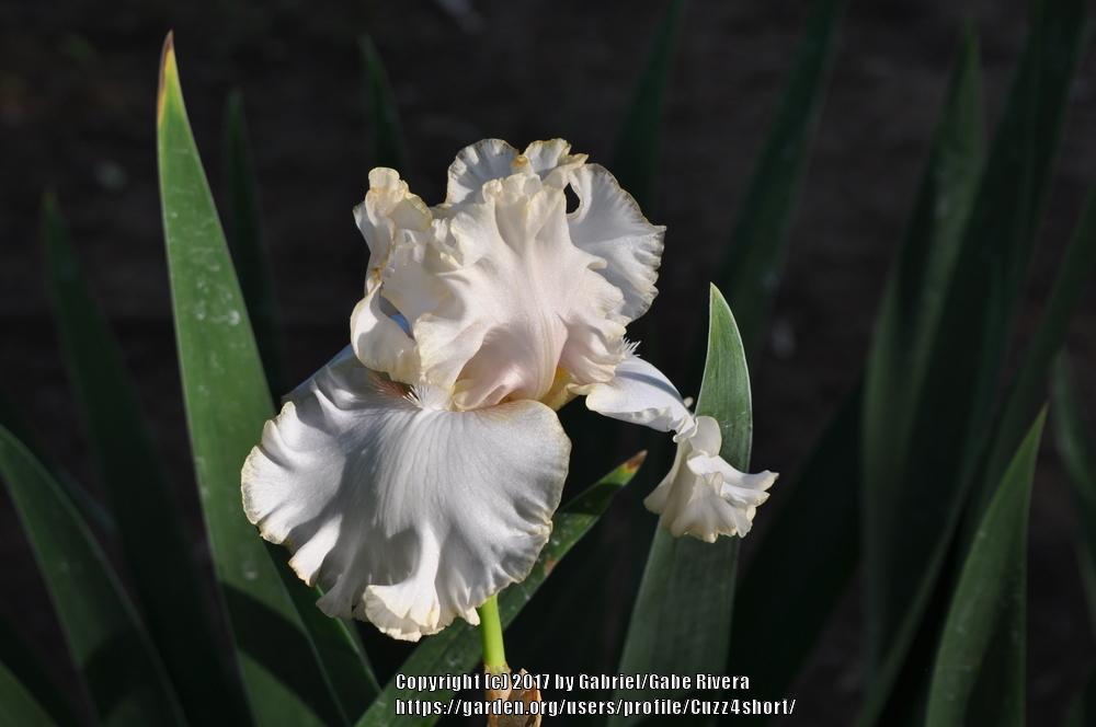 Photo of Tall Bearded Iris (Iris 'Vow of Silence') uploaded by Cuzz4short