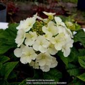 Oakleaf hydrangeas first bloom white, then begin to deepen to a r