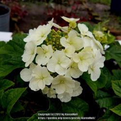 Location: Stuart, OK
Date: 2017-05-19
Oakleaf hydrangeas first bloom white, then begin to deepen to a r