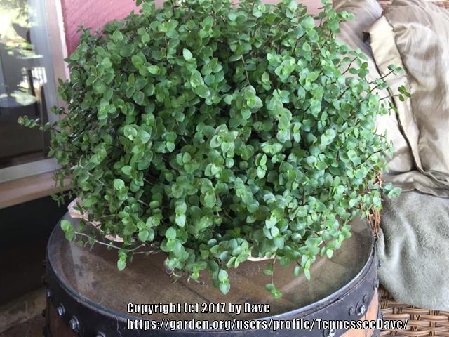 Photo of Inch Plant (Callisia repens) uploaded by TennesseeDave