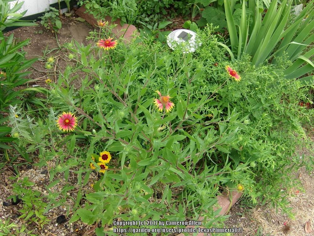 Photo of Blanket Flowers (Gaillardia) uploaded by TexasPlumeria87