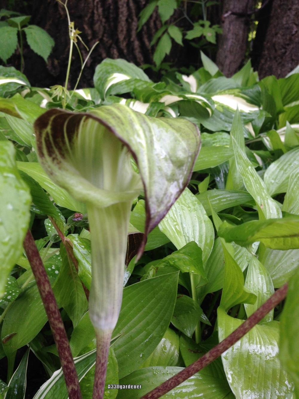 Photo of Jack in the Pulpit (Arisaema triphyllum) uploaded by crawgarden