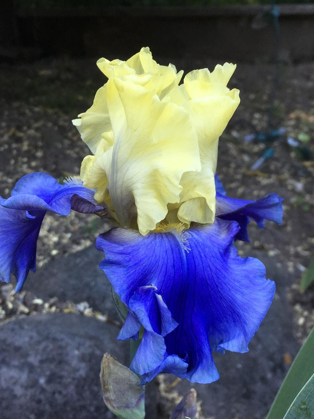 Photo of Tall Bearded Iris (Iris 'Edith Wolford') uploaded by lilpod13