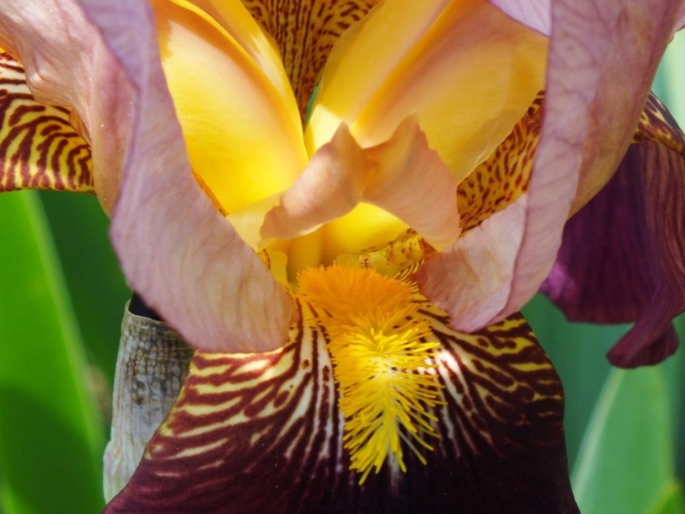 Photo of Tall Bearded Iris (Iris 'Indian Chief') uploaded by sunnyvalley