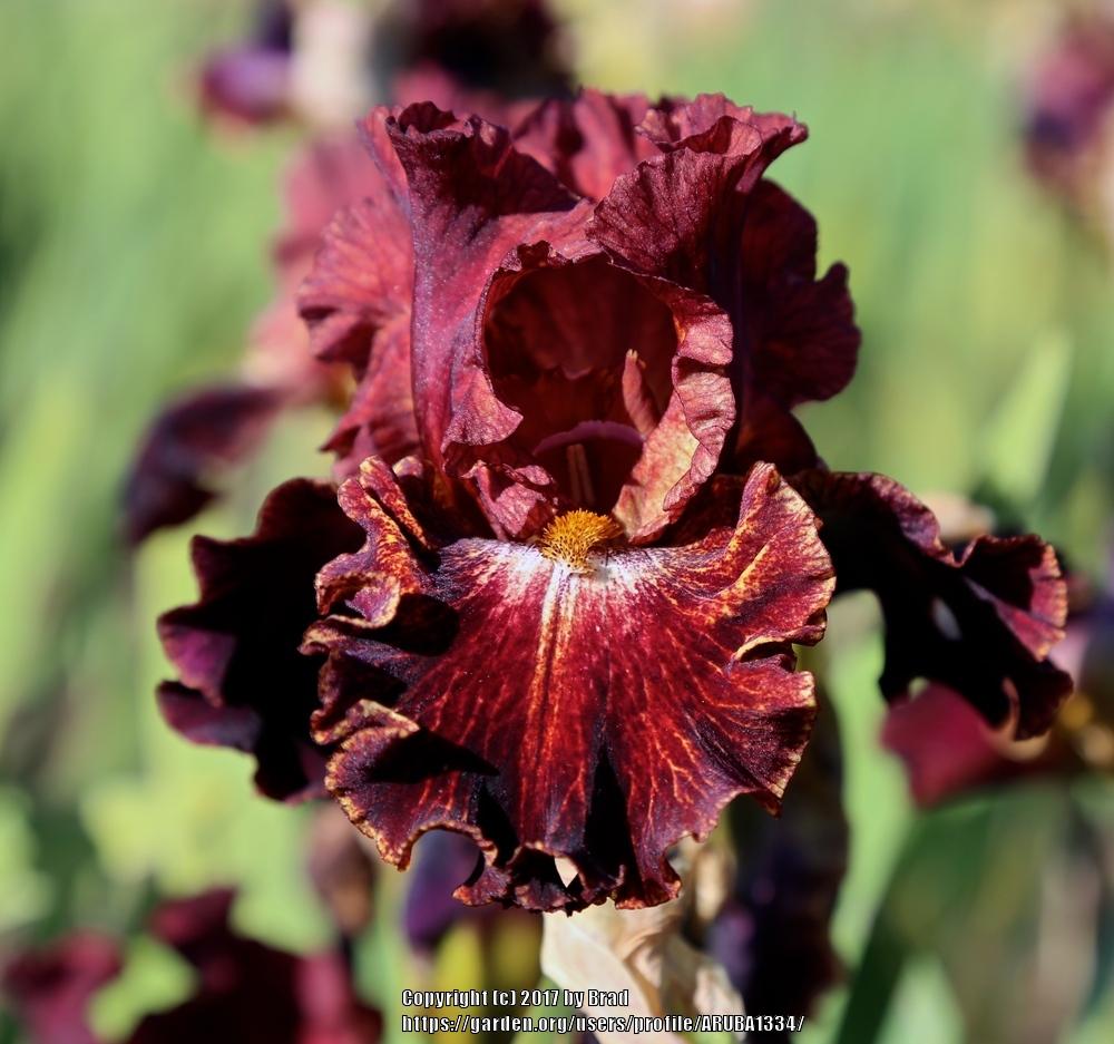 Photo of Tall Bearded Iris (Iris 'Front of the Line') uploaded by ARUBA1334