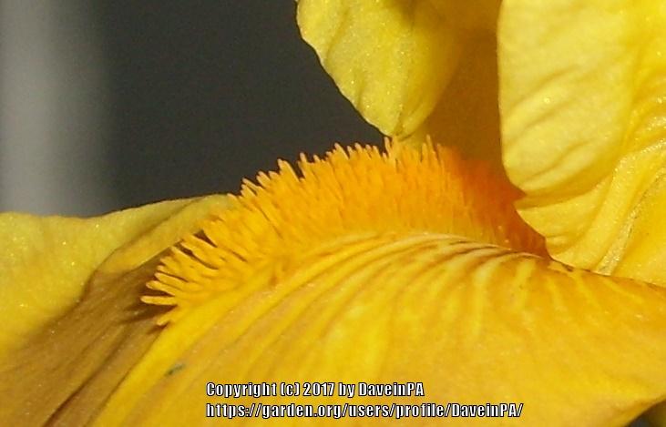 Photo of Tall Bearded Iris (Iris 'Ming Dynasty') uploaded by DaveinPA
