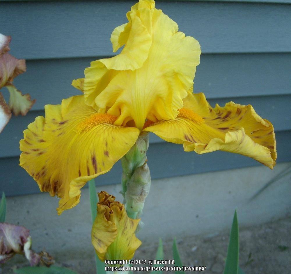 Photo of Tall Bearded Iris (Iris 'Ming Dynasty') uploaded by DaveinPA