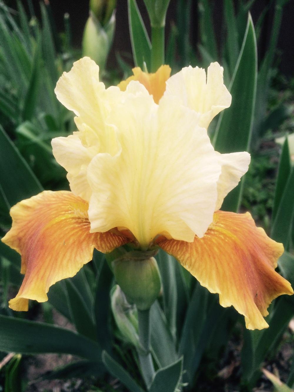 Photo of Intermediate Bearded Iris (Iris 'Honey Glazed') uploaded by Lbsmitty