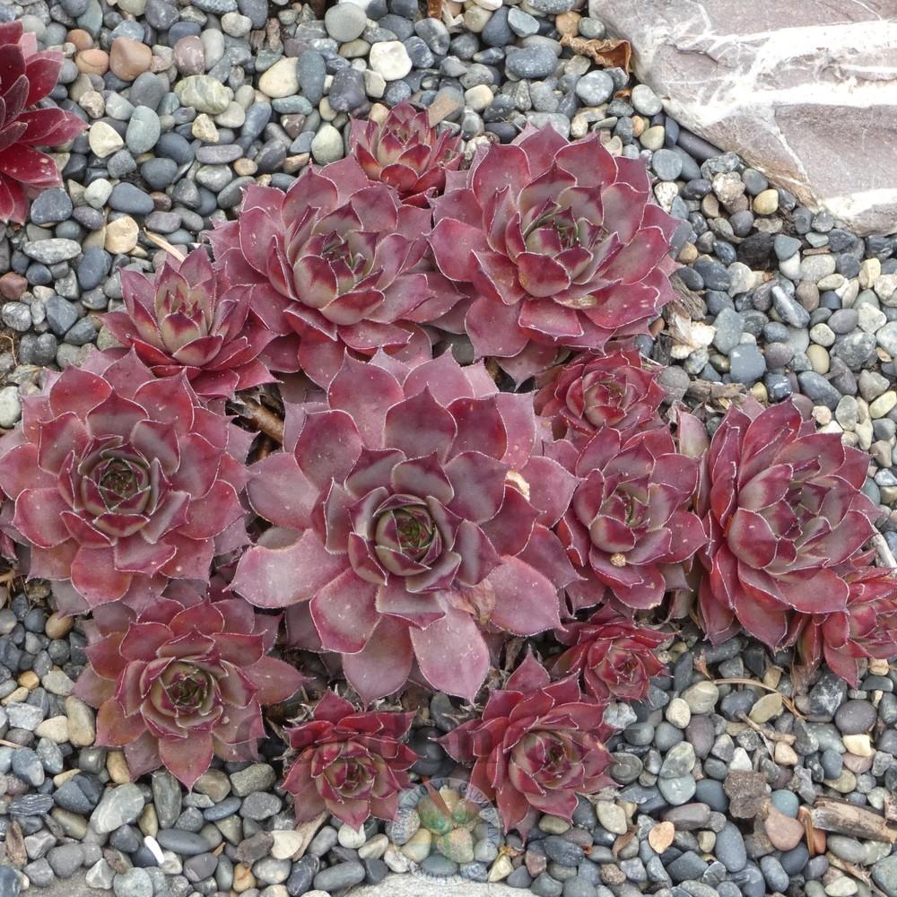 Photo of Hen and Chicks (Sempervivum 'Frost and Flame') uploaded by Patty