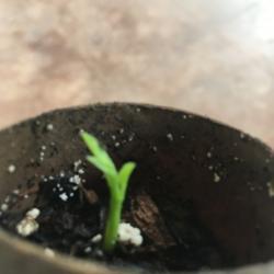 Location: Pinehurst, Texas
Date: 2017-05-19
First sight of growth grown in cardboard tube