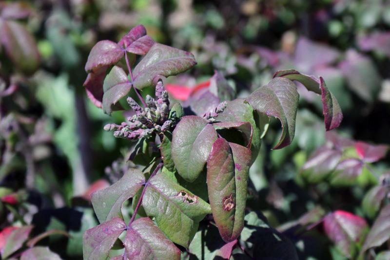 Photo of Oregon Grape (Mahonia aquifolium) uploaded by RuuddeBlock