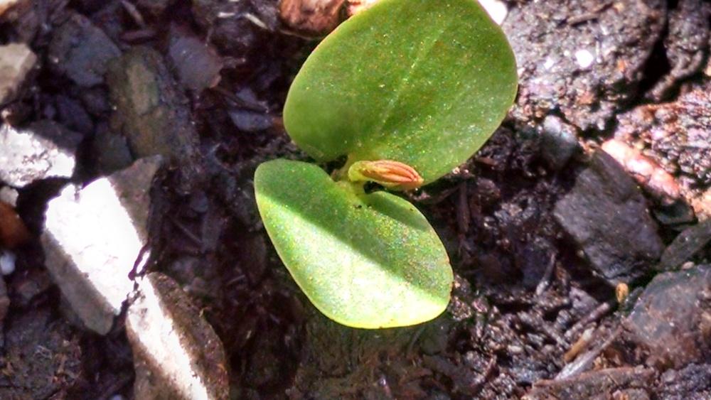 Photo of Partridge-pea (Chamaecrista nictitans) uploaded by joannakat