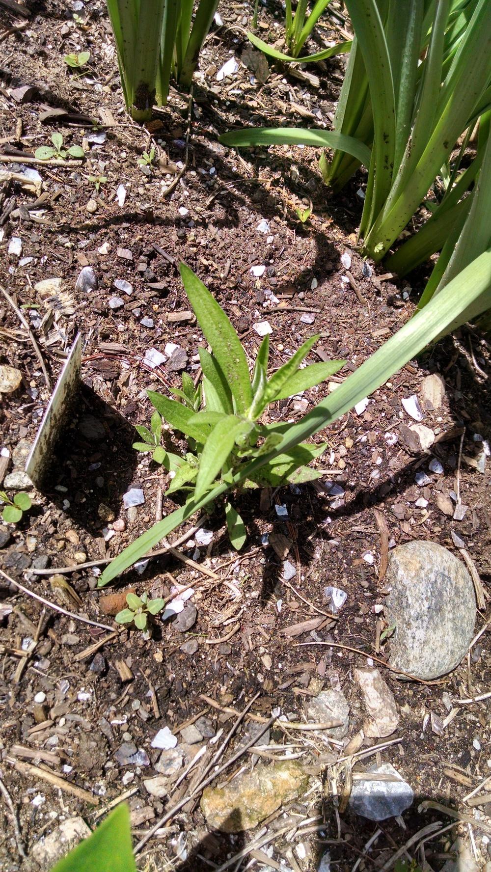 Photo of New England Aster (Symphyotrichum novae-angliae) uploaded by joannakat