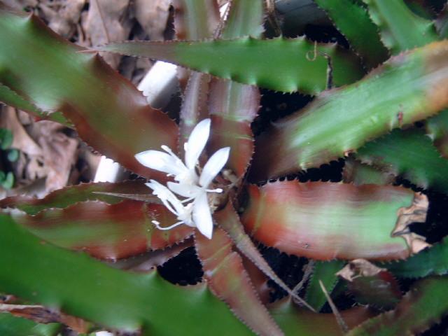 Photo of Cryptanthus 'Cascade' uploaded by pod