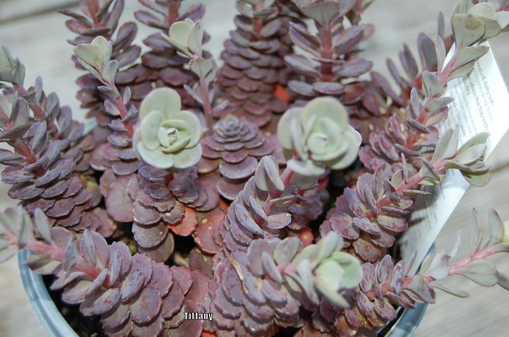 Photo of Stonecrop (Hylotelephium spectabile 'Ayers Rock') uploaded by purpleinopp