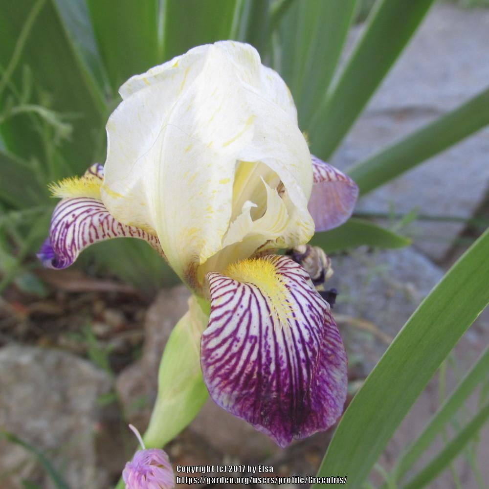 Photo of Miniature Tall Bearded Iris (Iris 'Joseph's Coat Katkamier') uploaded by GreenIris