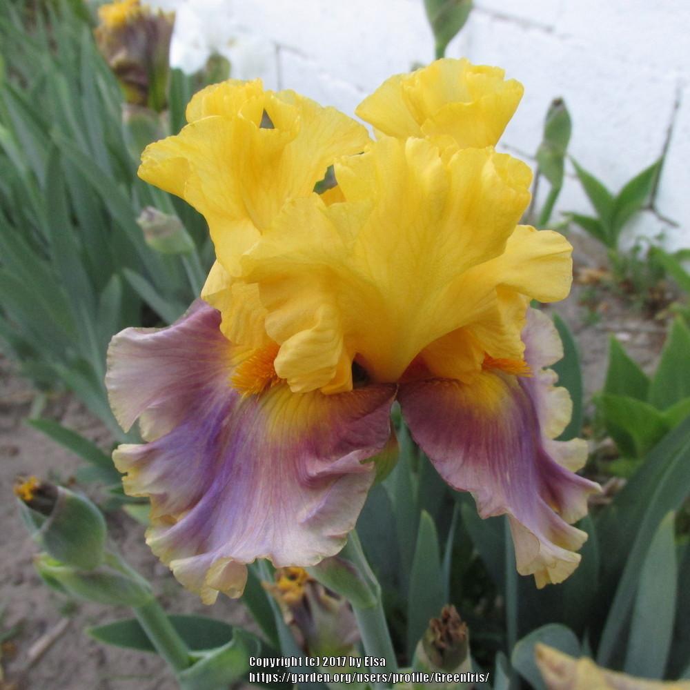 Photo of Tall Bearded Iris (Iris 'In Living Color') uploaded by GreenIris