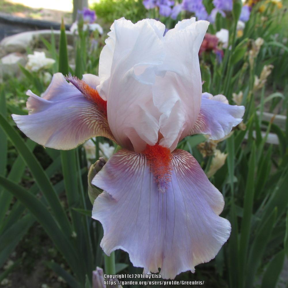 Photo of Tall Bearded Iris (Iris 'Lava Moonscape') uploaded by GreenIris