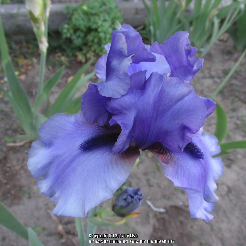 Photo of Tall Bearded Iris (Iris 'Mythology') uploaded by GreenIris